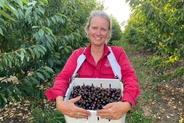 A woman holding a crate of cherries.