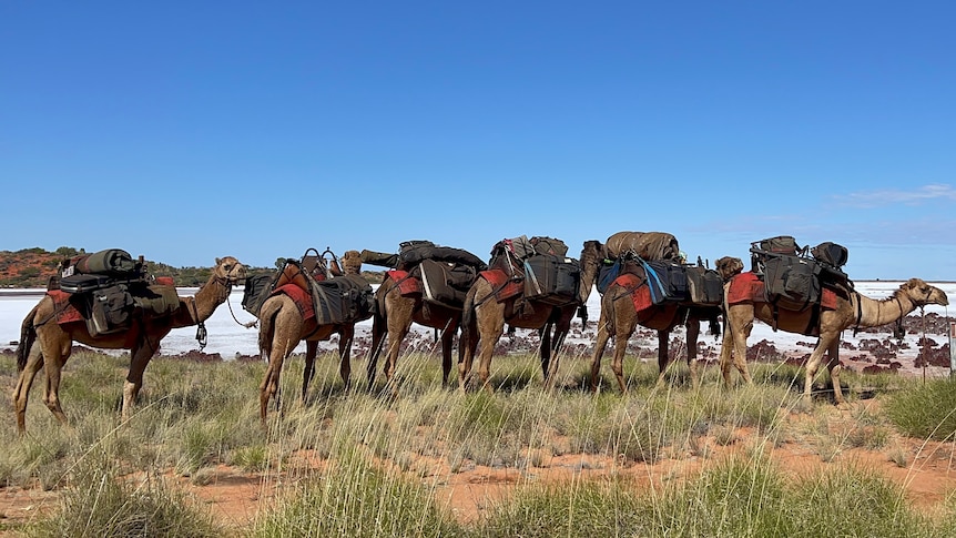 Six camels stand in front of a salt lake. 