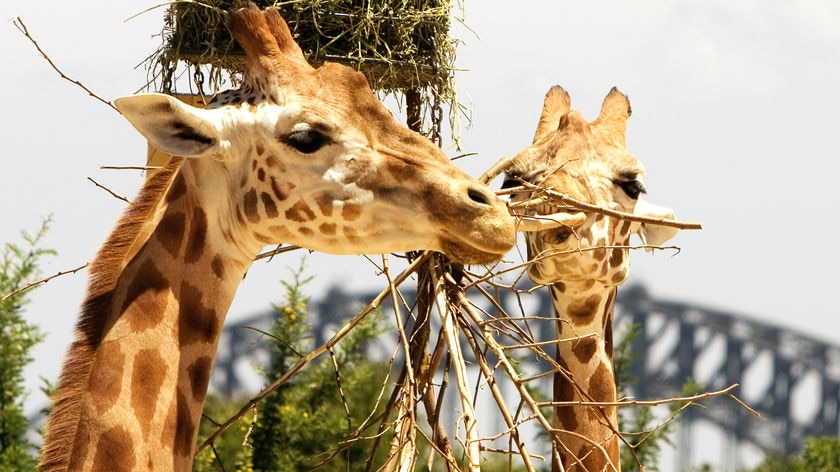 Two giraffes