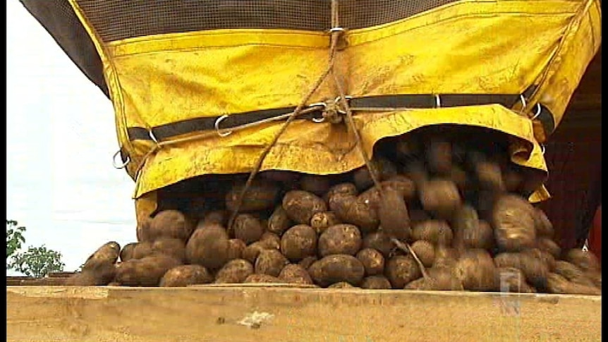 Fresh potatoes tip into a bin.