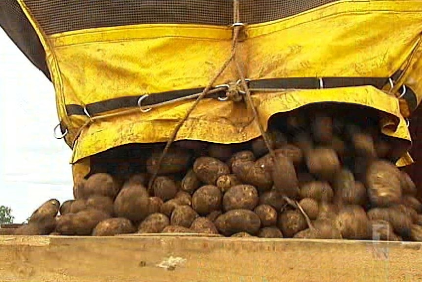 Fresh potatoes tip into a bin.