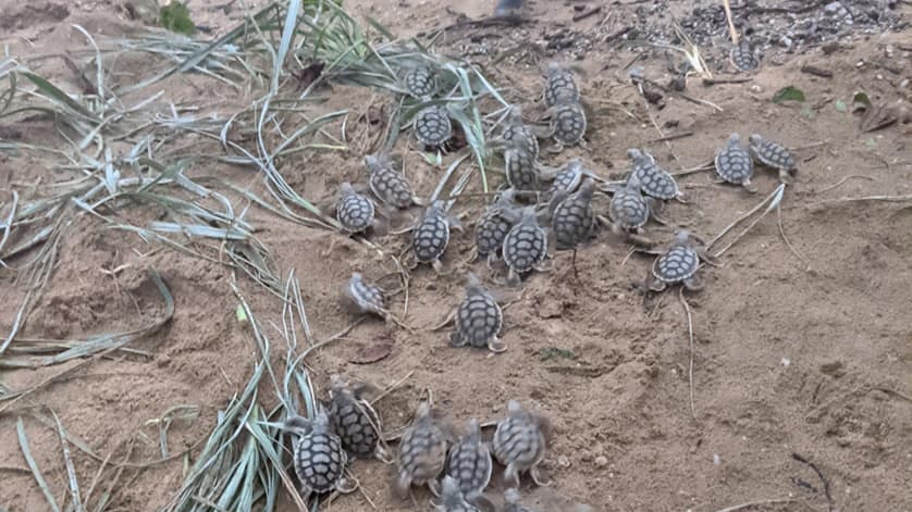 dozens of turtle hatchlings scurry along the sand