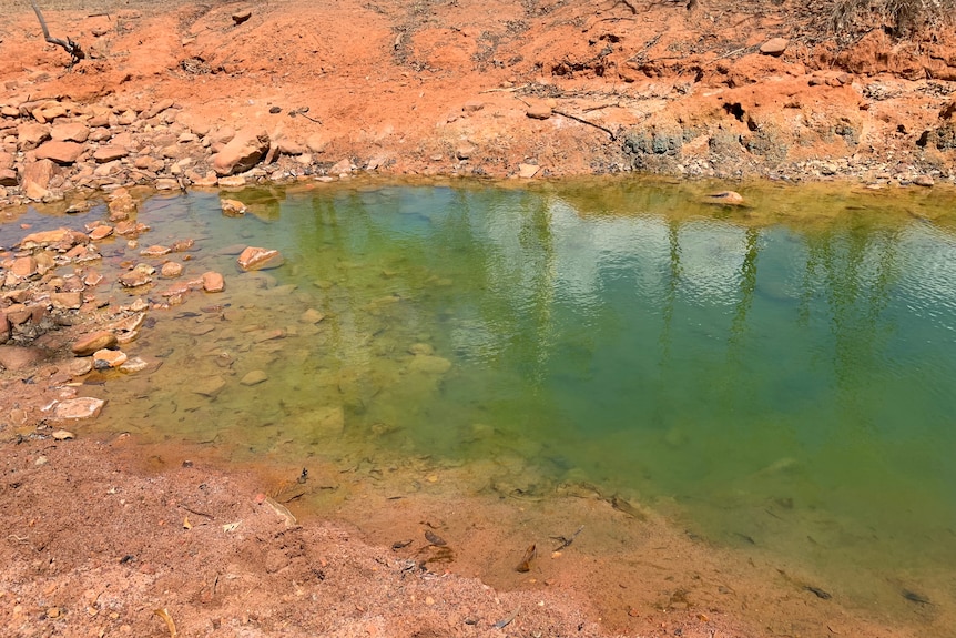 Polluted shallow creek with a greeny colour