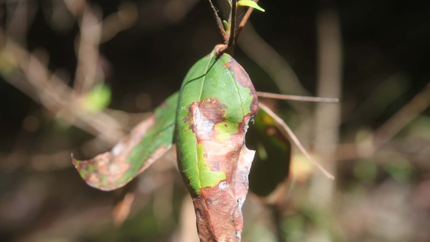 Myrtle rust affects a leaf