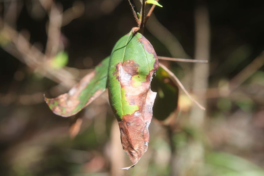 Myrtle rust affects a leaf