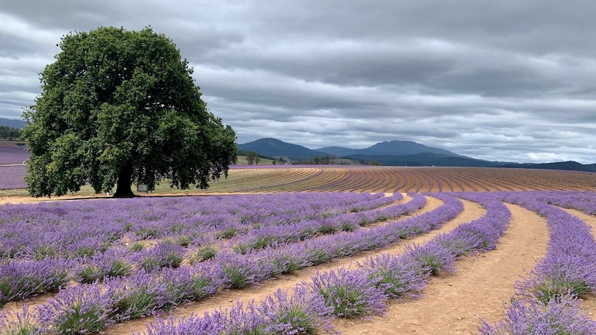 Long lines of lavender fields without a person in sight.