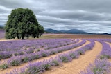 Long lines of lavender fields without a person in sight.