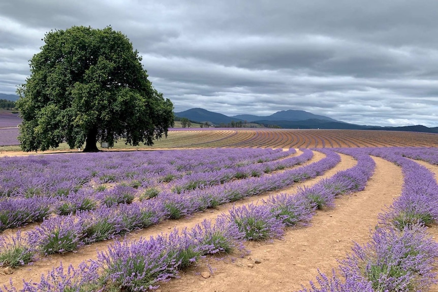 Long lines of lavender fields without a person in sight.