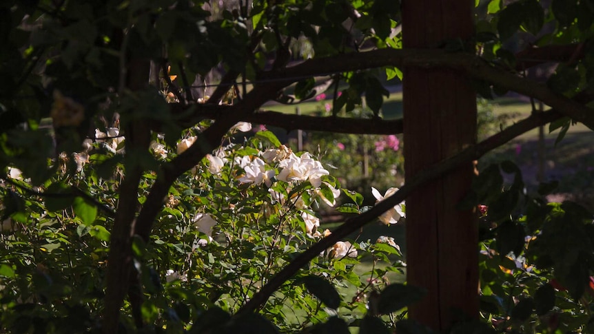 Looking through rose branches woven around a post into a sunlit rose garden