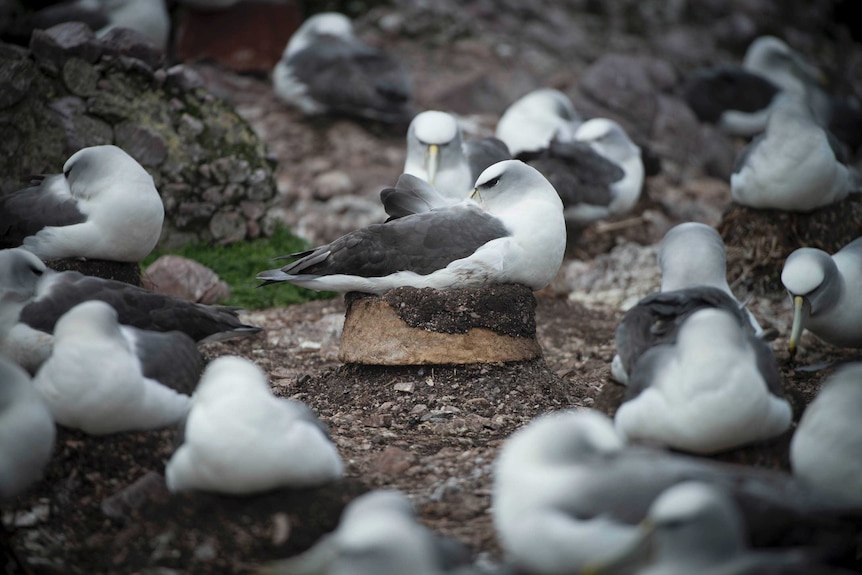 Shy albatross on nests