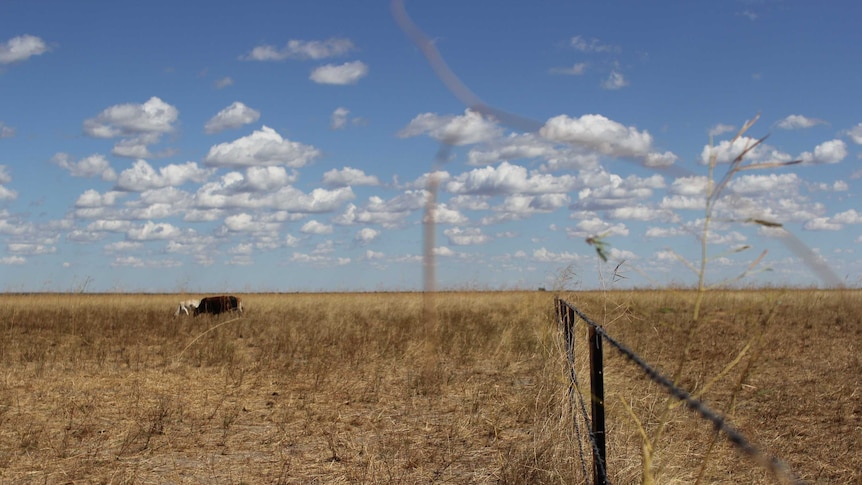 a fenceline with cattle on grassland