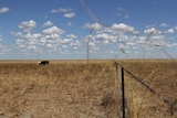 a fenceline with cattle on grassland