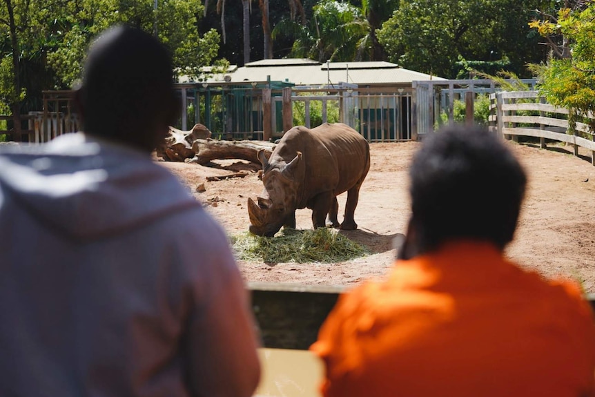 Two men with Southern White Rhinoceros