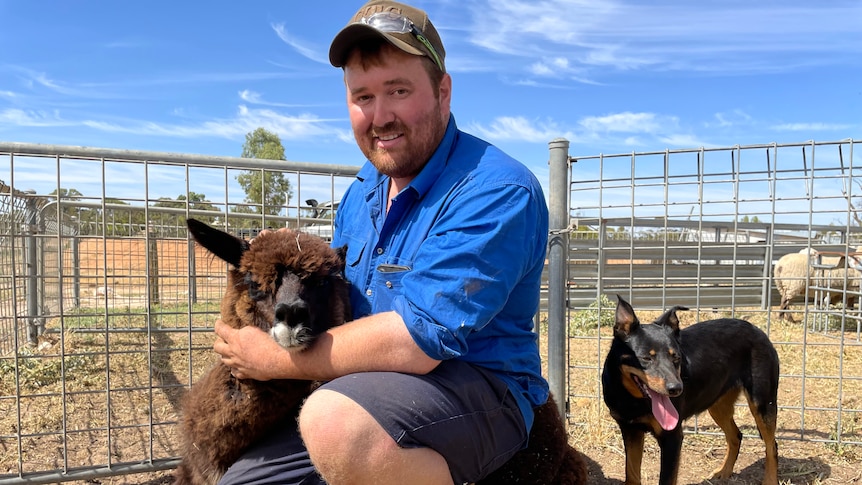 Photo of a man with an alpaca.