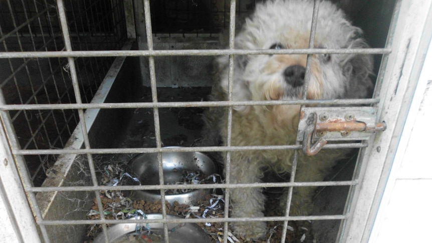 A dog locked in a cage in filthy conditions