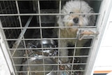 A dog locked in a cage in filthy conditions