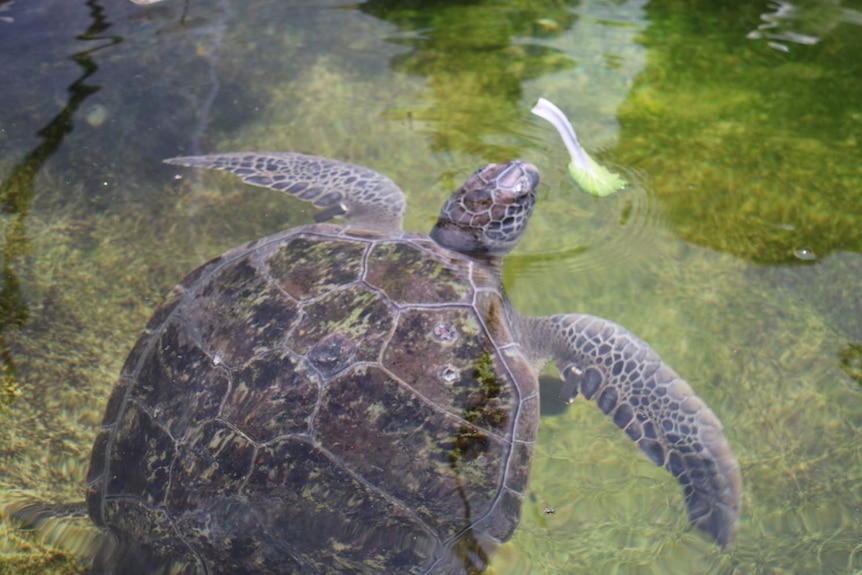 Gretchen the green sea turtle eating a leaf of bok choy.