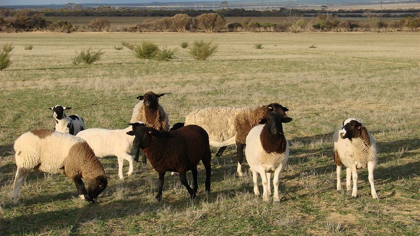Wheatbelt sheep waiting to be hand fed