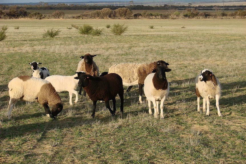 Wheatbelt sheep waiting to be hand fed