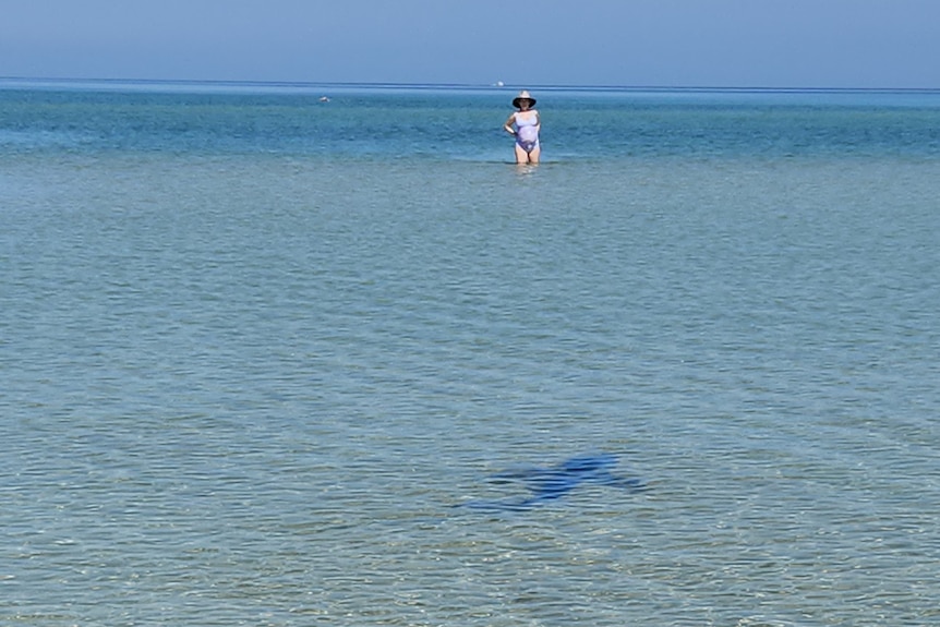 A shadow of a shark in the foreground, with a pregnant woman wading in the background