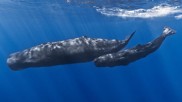 Mother and baby sperm whale swimming.