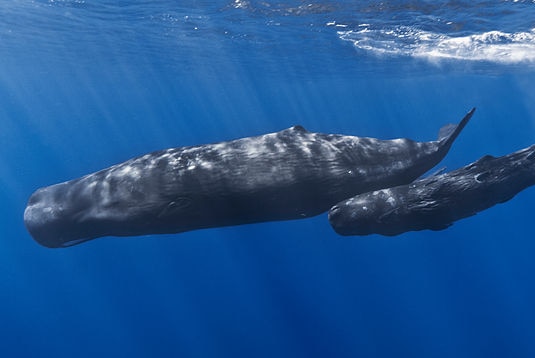 Mother and baby sperm whale swimming.