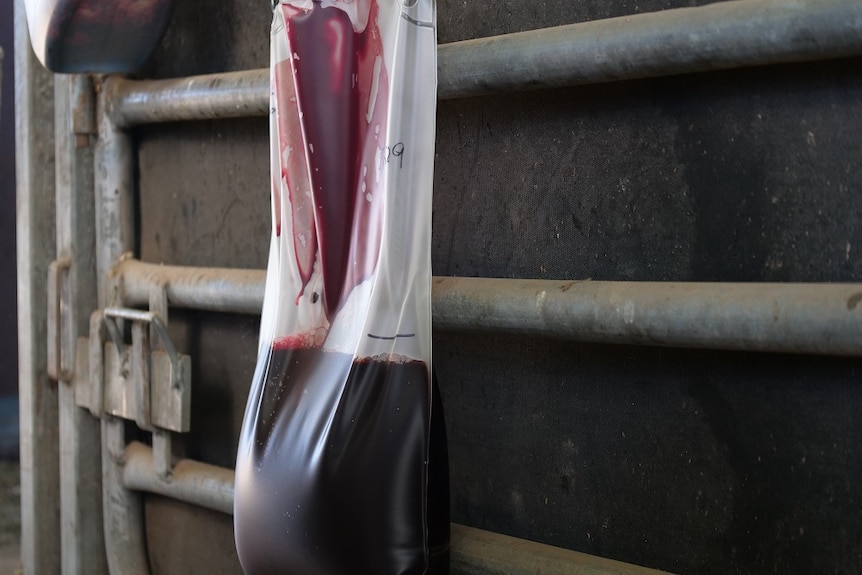 A bag of horse blood slowly fills.