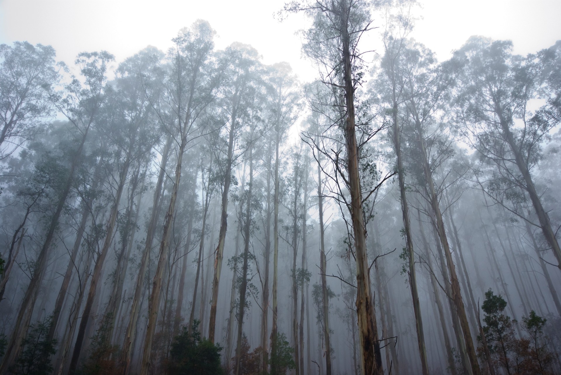 Mountain Ash Forests Are Under Threat From Climate Change And Logging ...