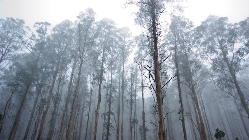 Grey cloud and morning mist filters through a forest of tall trees