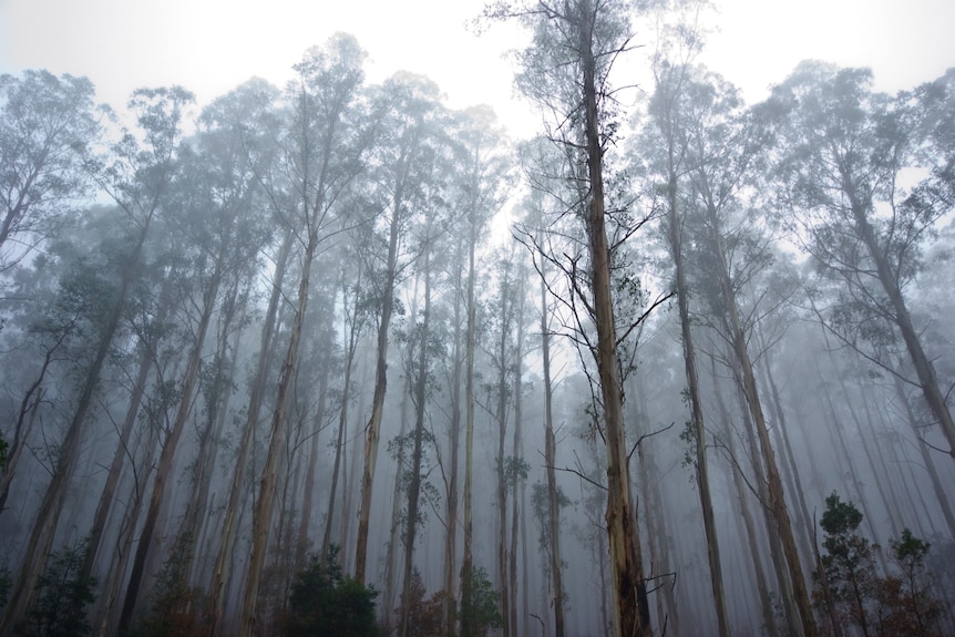 A misty morning in a eucalypt forest