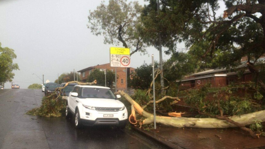 Tree damages a car during NSW storms in Oatley January 16, 2016