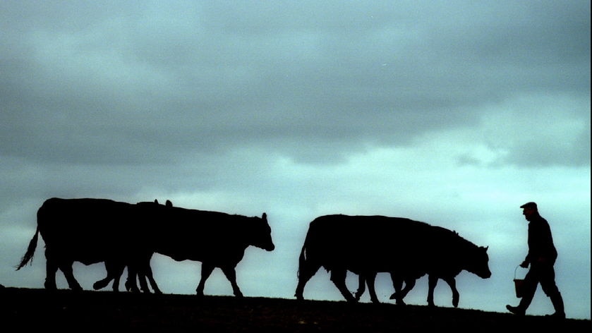 A farmer tends to his Aberdeen Angus cattle.
