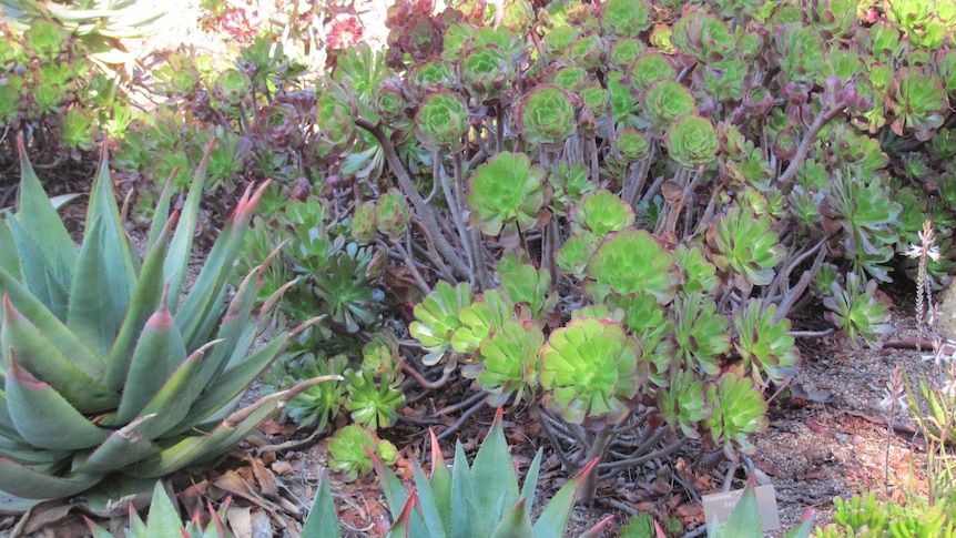 Succulents at the Adelaide Botanic Garden