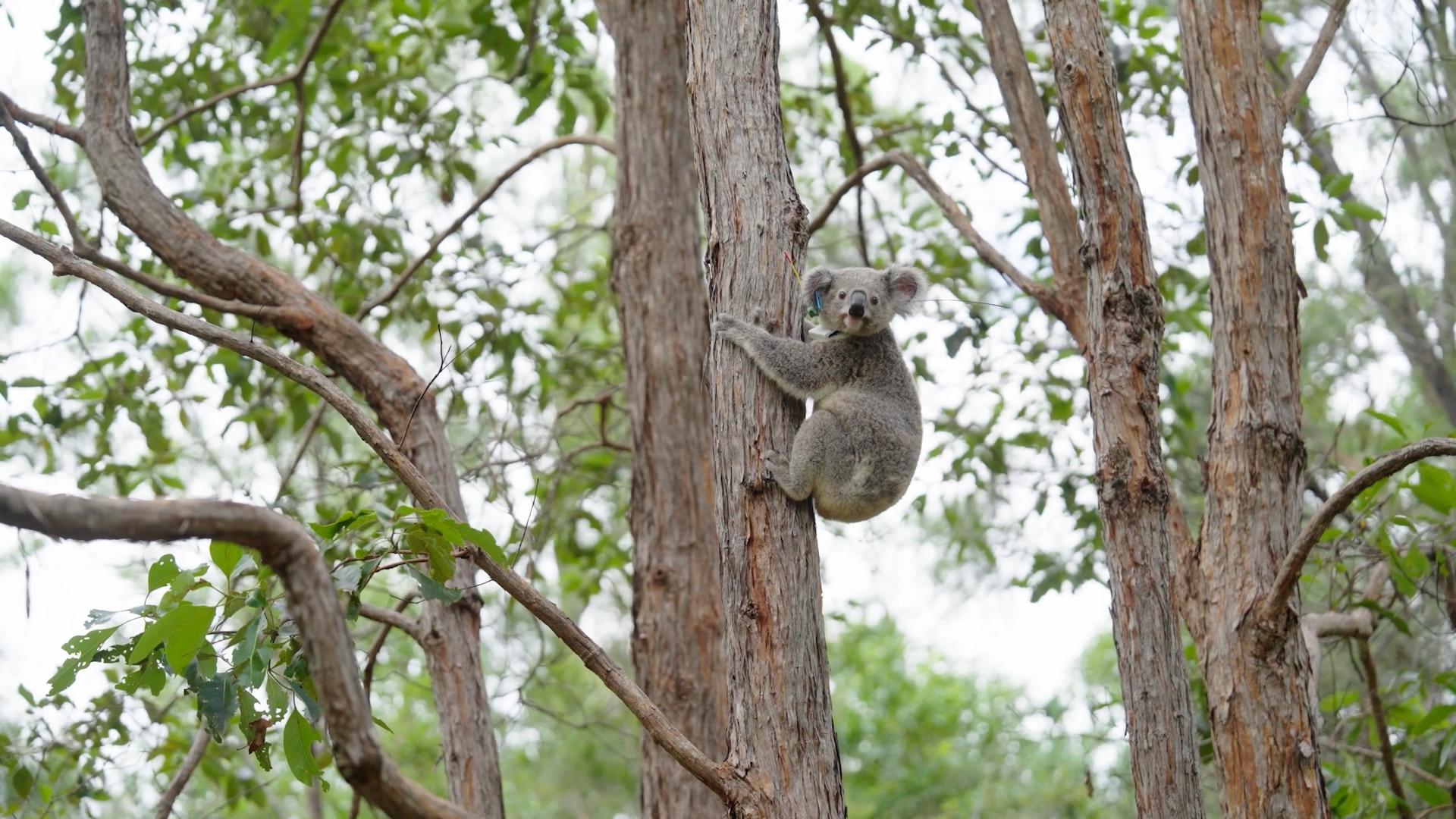 A healthy koala clinging to a tree
