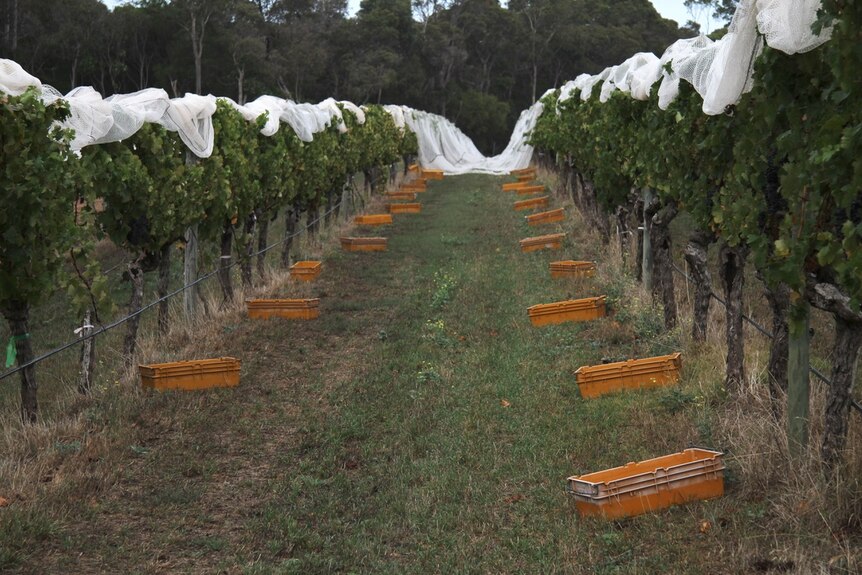 Tubs waiting for grape pickers in a vineyard in WA's south west