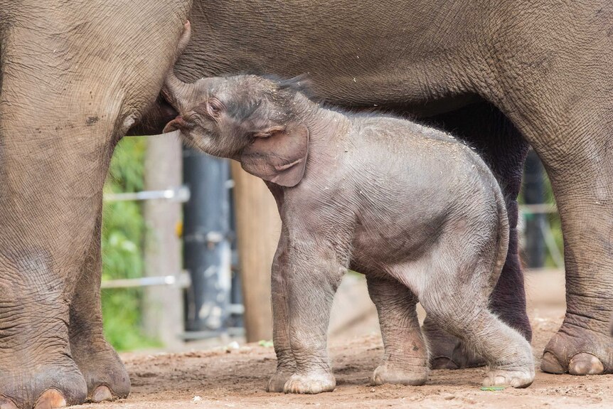 A baby elephant stands next to its mother.