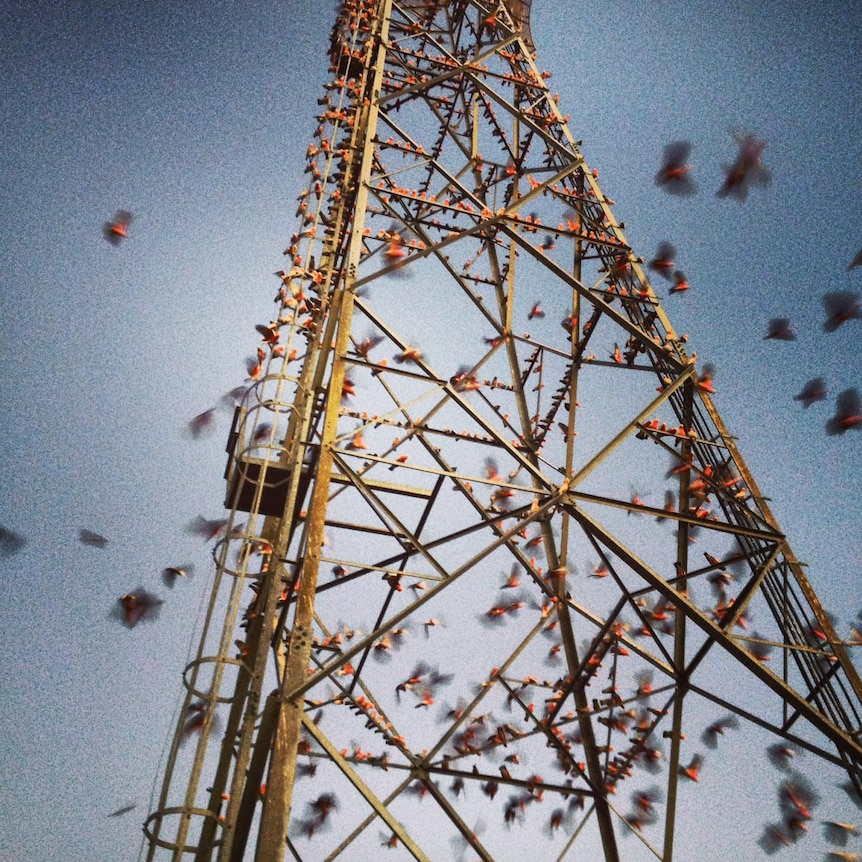 Scores of galahs sit on a tower.