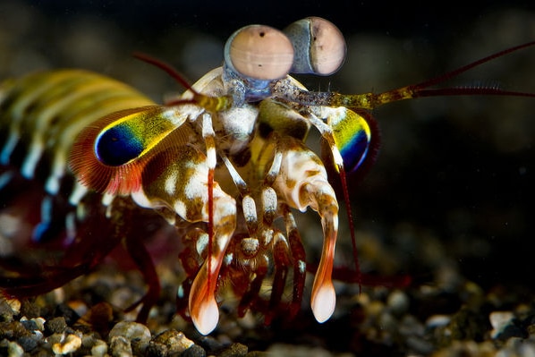 A colourful shrimp on the ocean floor.