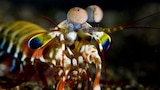 Mantis shrimp Odontodactylus scyllarus