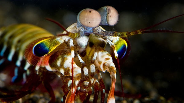 The eyes of the mantis shrimp can detect polarised light and see in 12 primary colours.