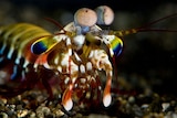 A colourful shrimp on the ocean floor.