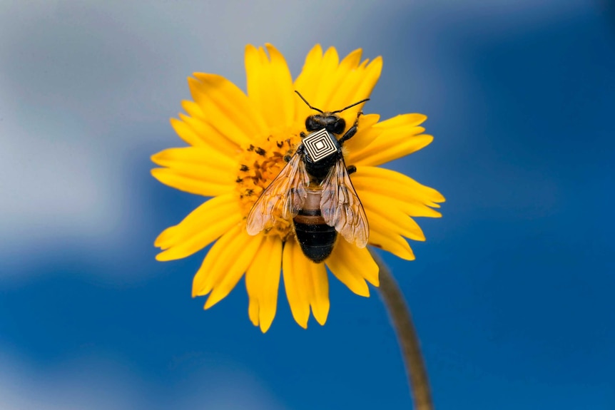 A honey bee wearing an electronic tag sits on a daisy.