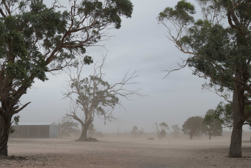 Dust storm moves through Seaspray farm