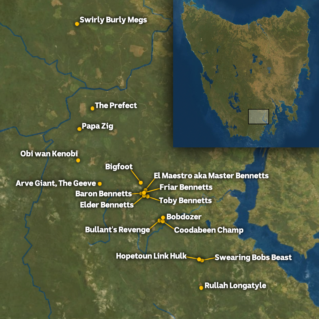 A map showing where 17 giant trees were in Tasmania, before they were destroyed by fire.