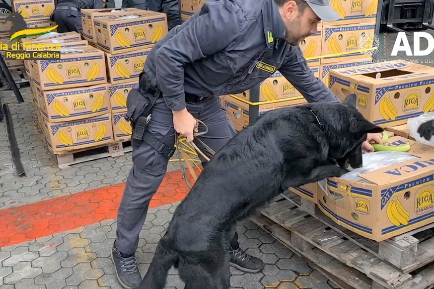 A man directs a black dog which sniffs a cardboard box.