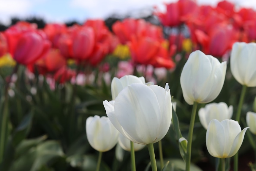 White tulips in front of red tulips.