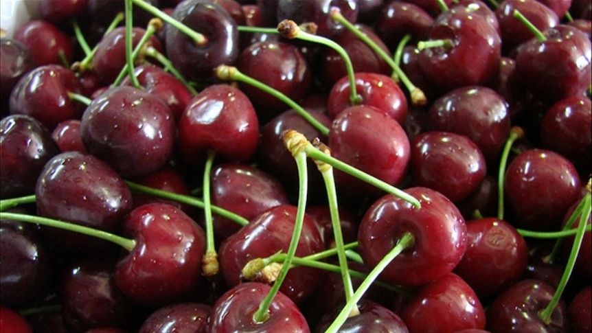 Dark red cherries