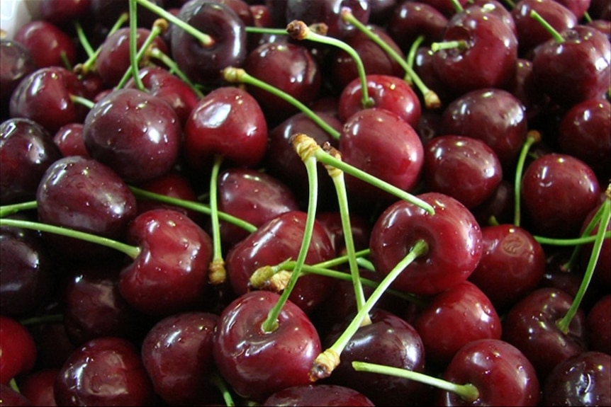 Dark red cherries