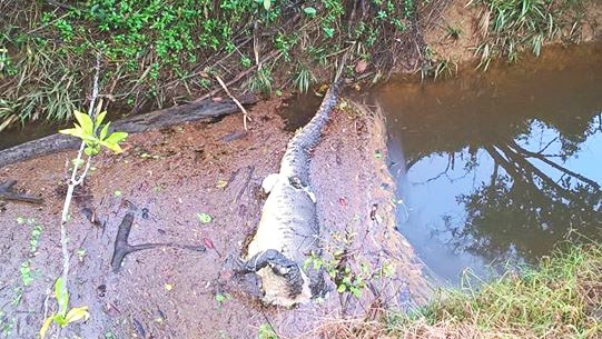 The body of a decapitated crocodile lying on a canal bank.