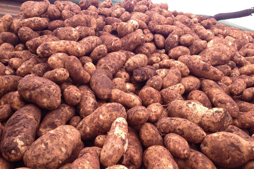 A pile of dirt-covered potatoes.